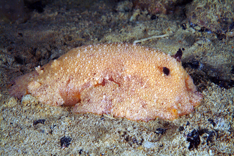 Archidoris pseudoargus